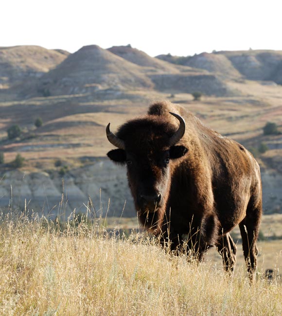 close up of bison on a hill